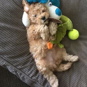 Meet your Posher, Susana